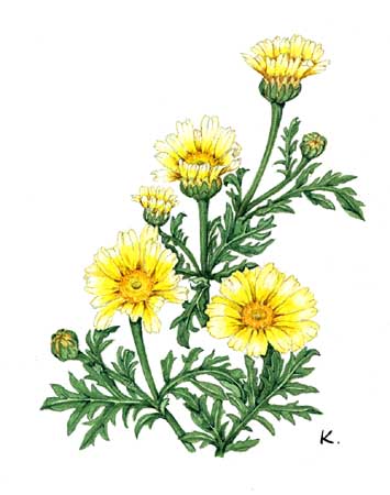 te