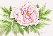 ڂ